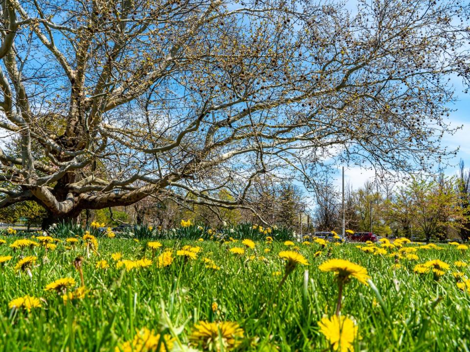 Not only are dandelions a notable sign of spring, they’re also edible (Getty)