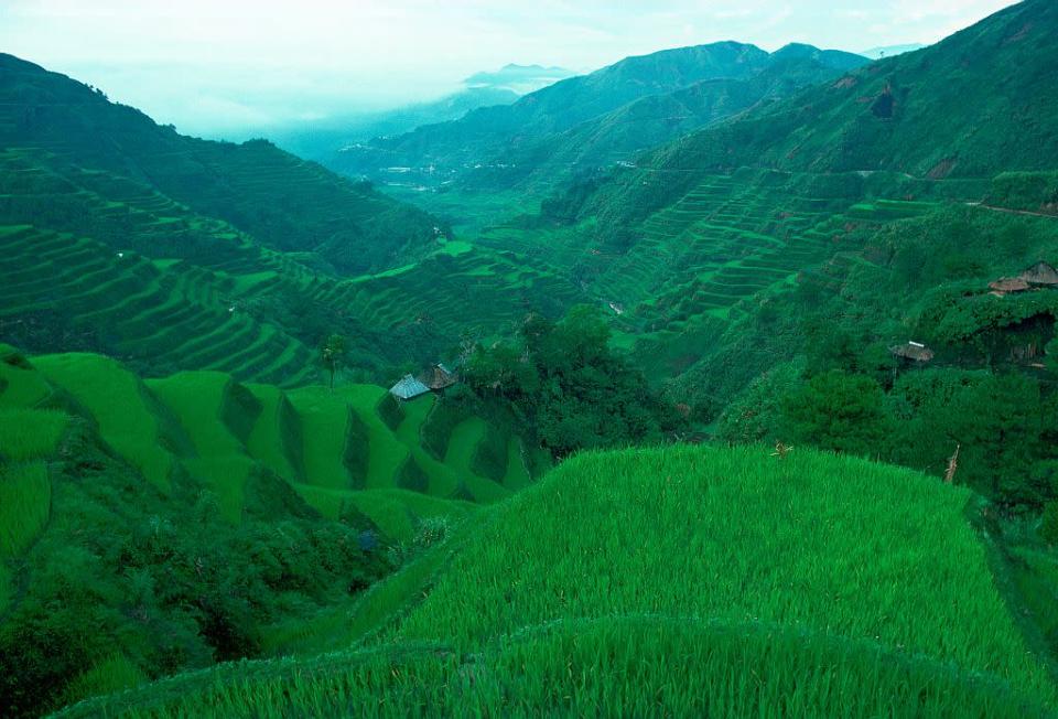 PHILIPPINES: Rice Terraces at Banaue, Luzon Island, Philippines. This terracing is more than 2,000 years old.