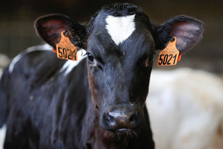 A dairy cow is seen at the French non-pasteurized Camembert cheese farm ''Le 5 Freres de Bermonville", in Bermonville, France, March 12, 2019.REUTERS/Gonzalo Fuentes