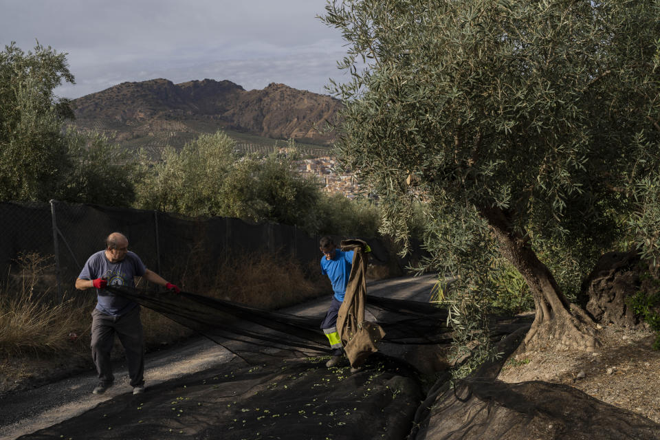 Basilio Palop, left, and a friend pick olives from a small family plantation in the southern town of Quesada, a rural community in the heartland of Spain's olive country, Saturday, Oct. 29, 2022. Spain, the world’s leading olive producer, has seen its harvest this year fall victim to the global weather shifts fueled by climate change. An extremely hot and dry summer that has shrunk reservoirs and sparked forest fires is now threatening the heartiest of its staple crops. (AP Photo/Bernat Armangue)