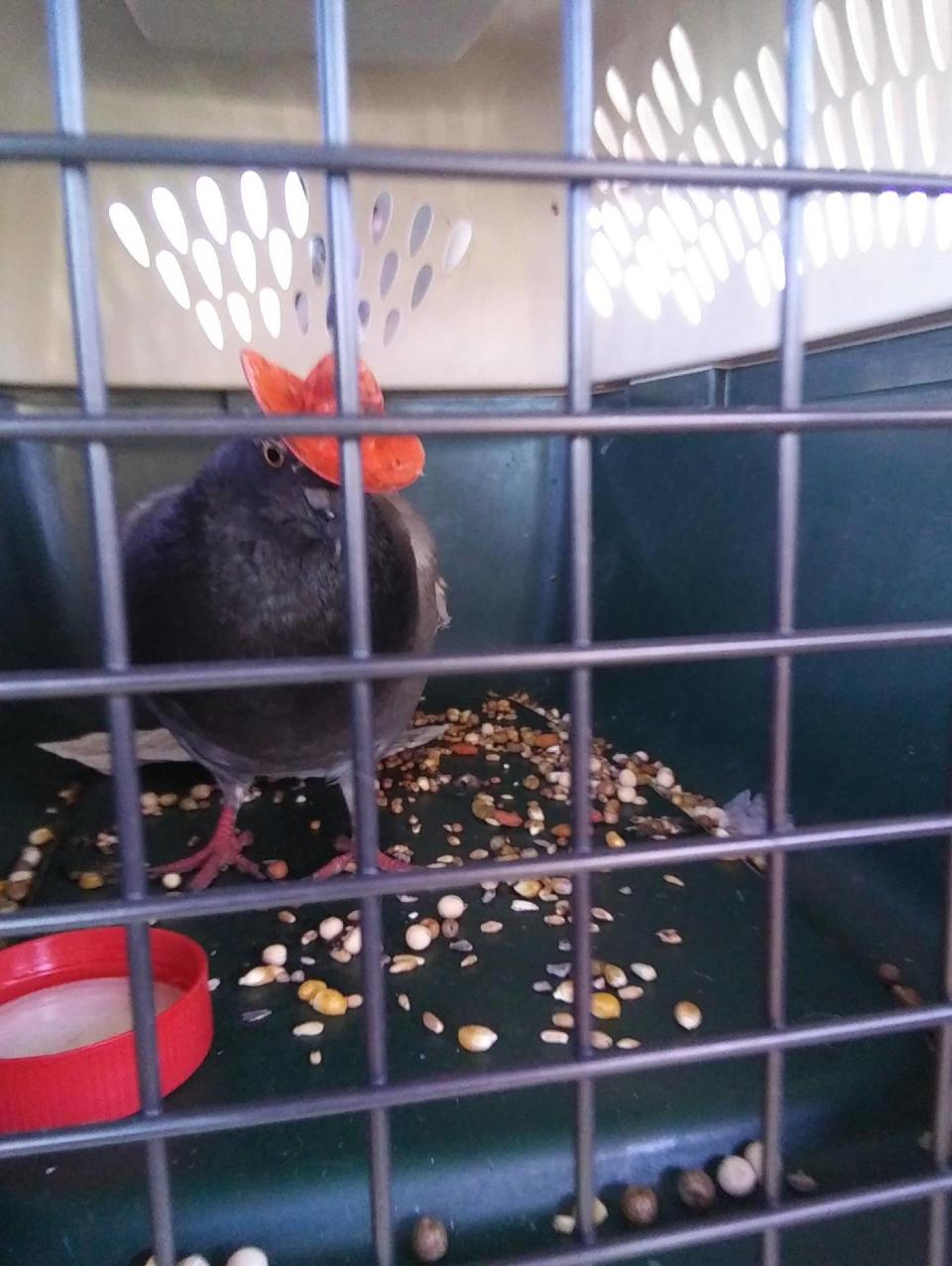 Lofty Hopes, the Las Vegas pigeon rescue that has been tracking a pair of hat-wearing birds for the past week, caught Cluck Norris in a trap Monday, Dec. 16.