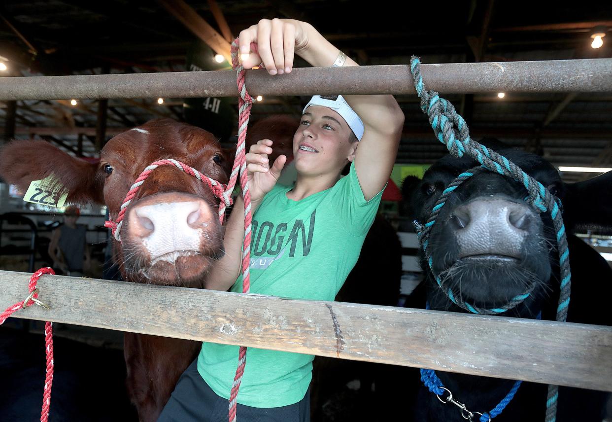 Lucas Bucher, 14, with the Tuslaw 4-H Club ties up his steer Smokie, left, next to his sister's steer Debo, at the 2021 Stark County Fair in Canton.