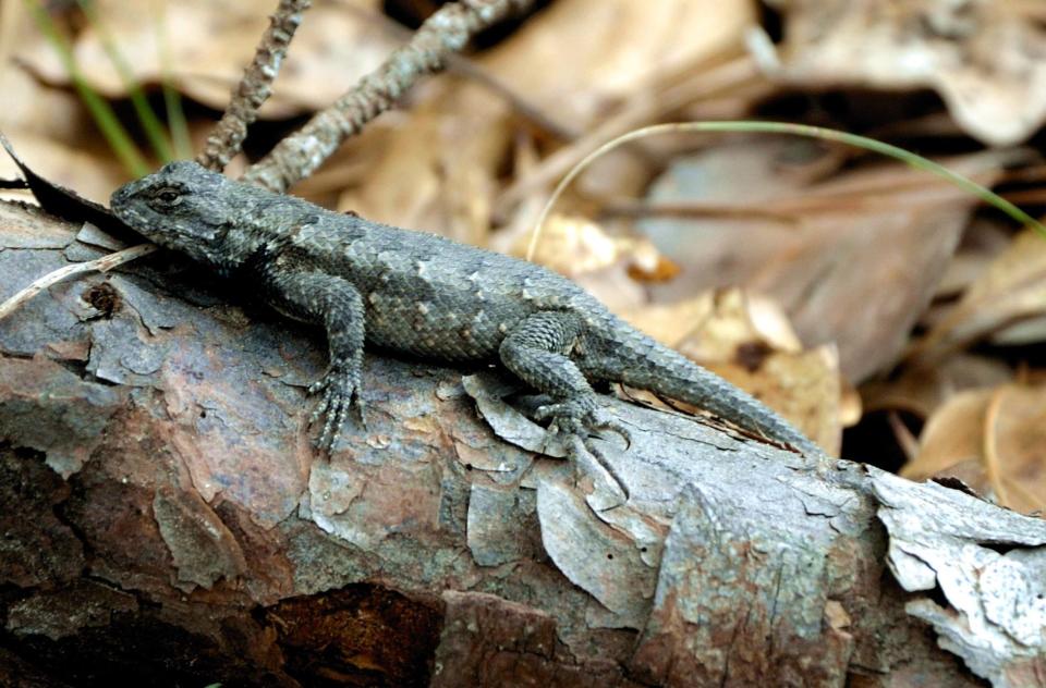 Native to the Southeast, eastern fence lizards are more common than many people realize because of their first-rate camouflage. [Photo courtesy Stephen Bennett]