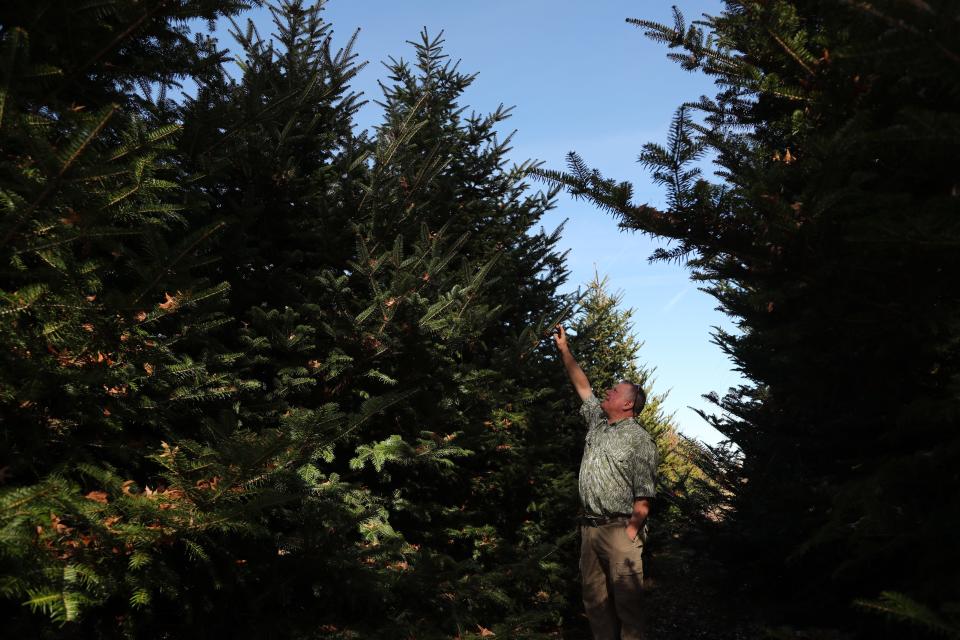 Mark Czarnota, University of Georgia associate professor and extension specialist, walks through a small group of Momi fir trees on Thursday December 14, 2023 on the University of Georgia, Griffin Campus in Griffin, Georgia. Czarnota germinated the seed and planted it 15-20 years ago.