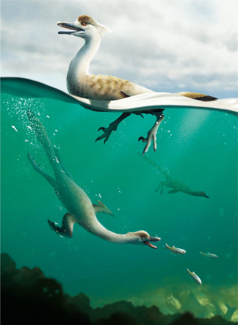 An illustration of the recently discovered species, which looks like a water bird with a long tail.