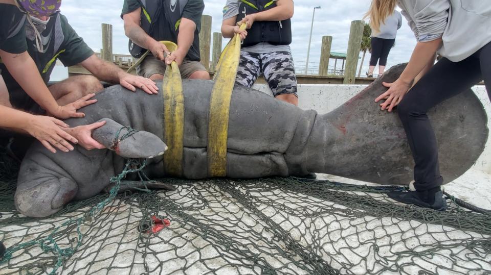 An emaciated manatee is roped up by four people on the back of a boat.