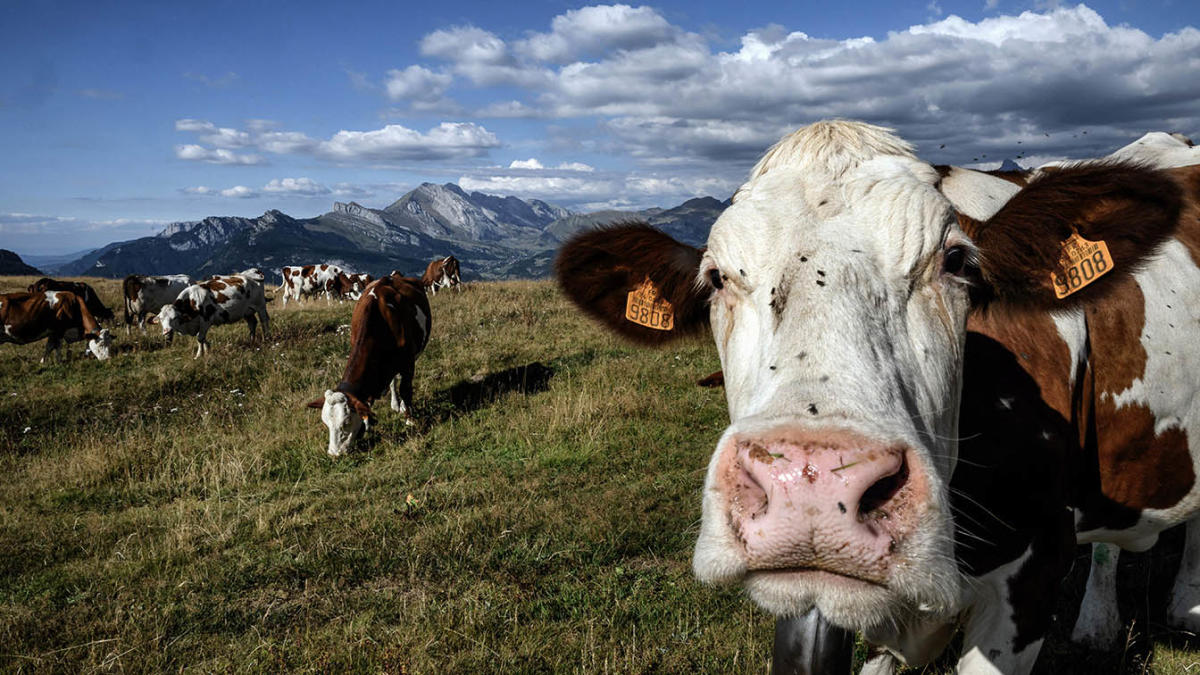 A global rush is on to reduce cow burps — and help save the world from climate change - Yahoo News