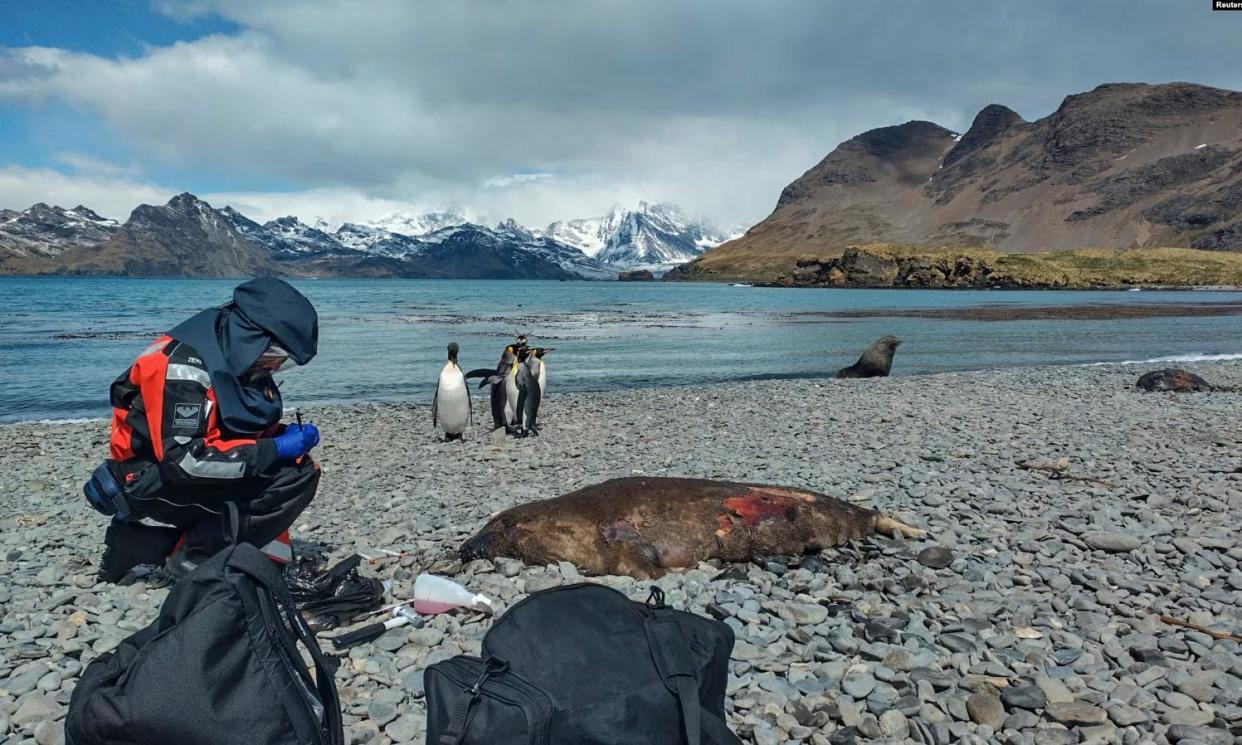 <span>Dr Marco Falchieri of the influenza and avian virology team taking samples from a seal on South Georgia in December 2023. </span><span>Photograph: Apha/Reuters</span>