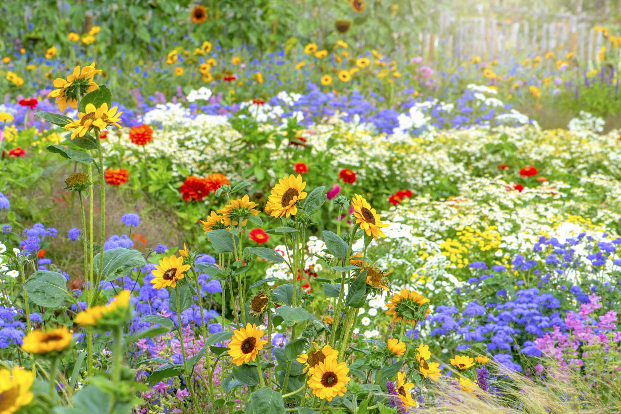  A wild backyard with different types of flowers growing together 