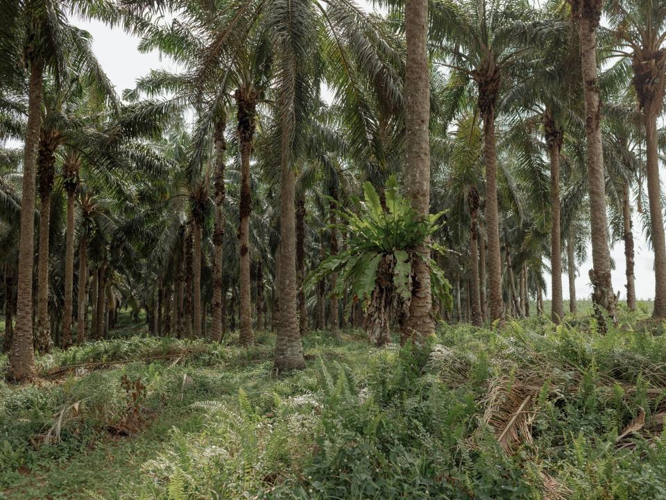 Maturing palm oil trees at a plantation. Photographer: Muhammad Fadli/Bloomberg