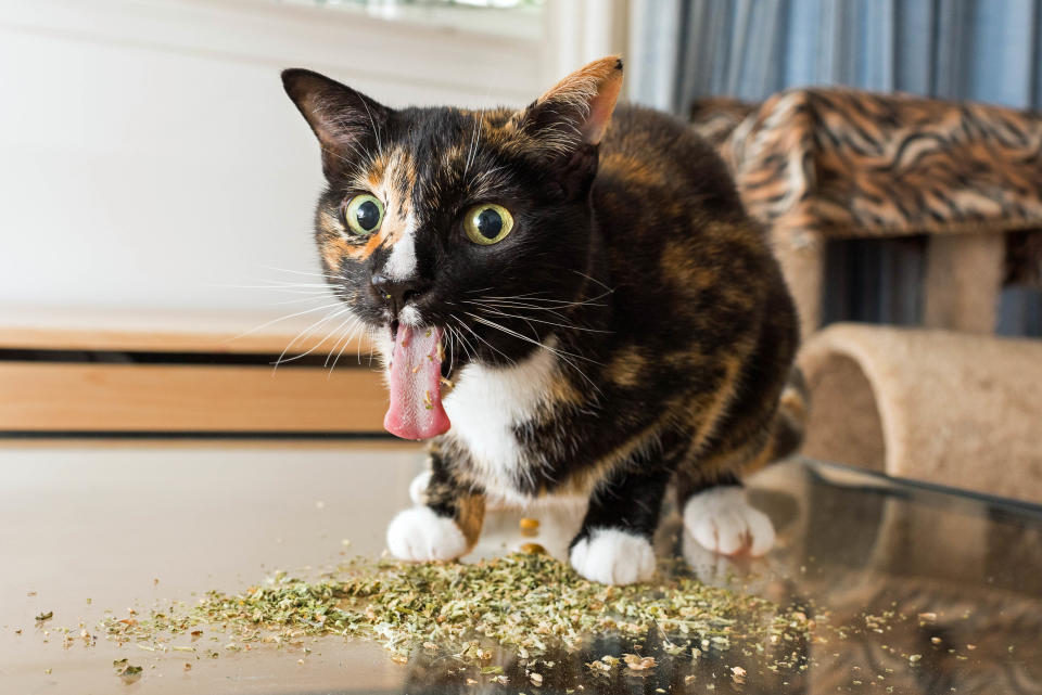 <p>Andrew Marttila, who used to be allergic to cats, said: “Whenever I’d give him [his roommate’s cat] catnip, he’d pull the most amazing faces – I loved capturing them on camera.” (Photo: Andrew Marttila/Caters News) </p>