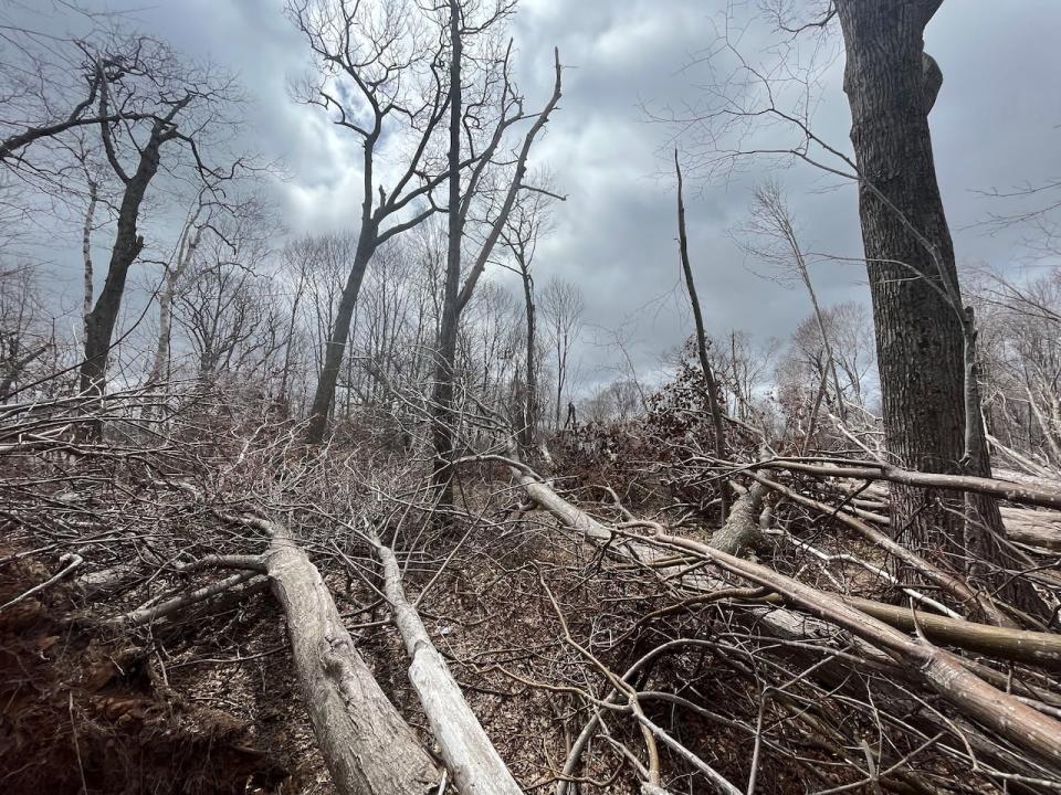 Kate MacQuarrie, the provincial director of forests, fish and wildlife, says Royalty Oaks is one site that demonstrates how severe the impact of post-tropical storm Fiona was.