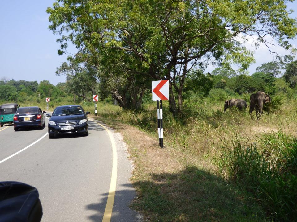 Although elephants can cross roads and other infrastructure, elephant habitats across Asia are increasingly hemmed in, with firm boundaries between human and wildlife spaces. These elephants are in Sri Lanka. Shermin de Silva, <a href="http://creativecommons.org/licenses/by-nd/4.0/" rel="nofollow noopener" target="_blank" data-ylk="slk:CC BY-ND;elm:context_link;itc:0;sec:content-canvas" class="link ">CC BY-ND</a>