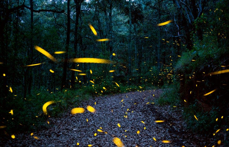 Luciferase isn’t in the covid-19 vaccines, but fireflies  do use it to light up at night.