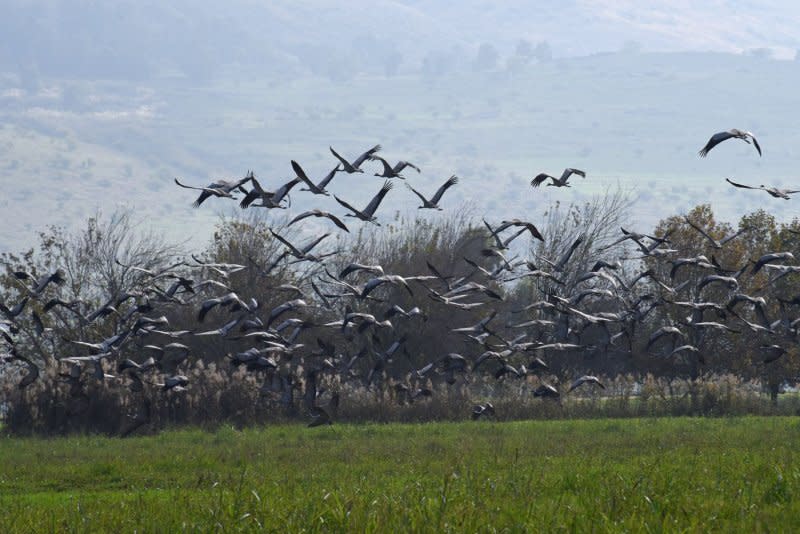 The USDA said Wednesday it will require mandatory testing for interstate movement of lactating cattle to gather data and help stop the livestock spread of H5N1 bird flu virus. Pictured are Hula Valley Nature Reserve cranes of which 6,000 birds died from H5N1 type avian influenza in 2022. File Photo by Debbie Hill/UPI