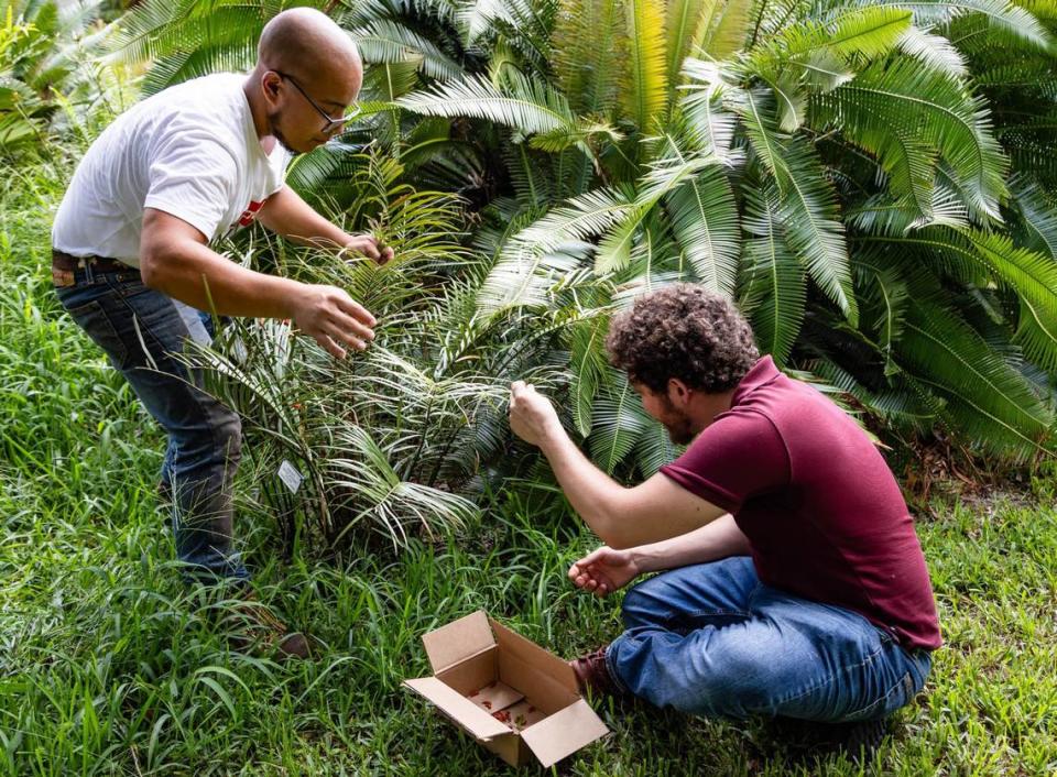 Curator of cycads at the Montgomery Botanical Center, Vince Ramirez (left), helps environmentalist Zac Cosner (right) adopt atala caterpillars on Wednesday, June 26, 2024 in Coral Gables, Fla. The botanical center, which serves as a research and conservation facility, wants people to adopt atala caterpillars due to their excessive damage to their plants.