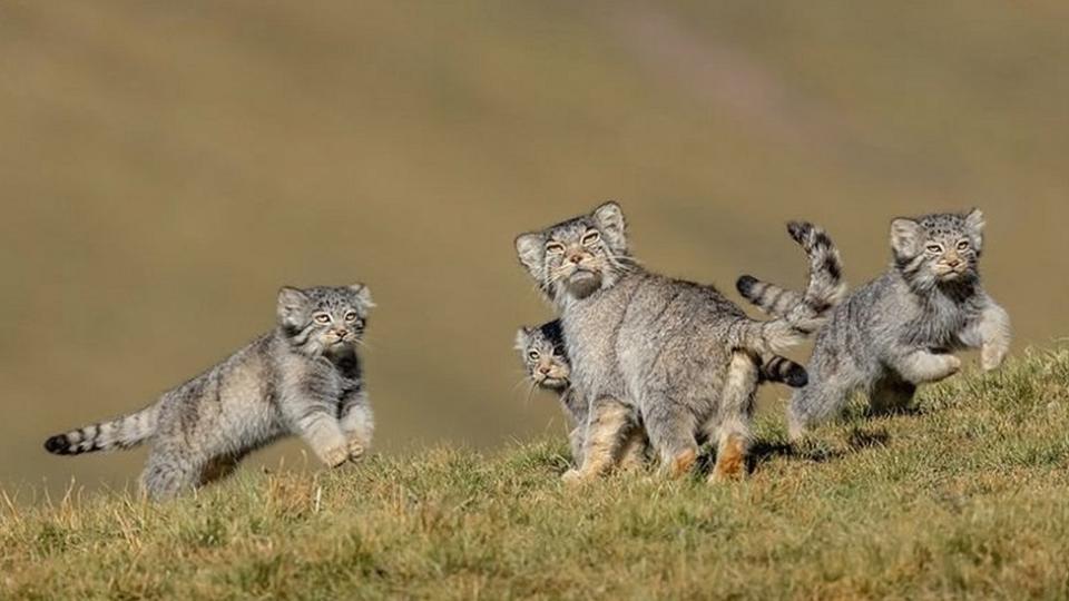 Los gatos de Pallas