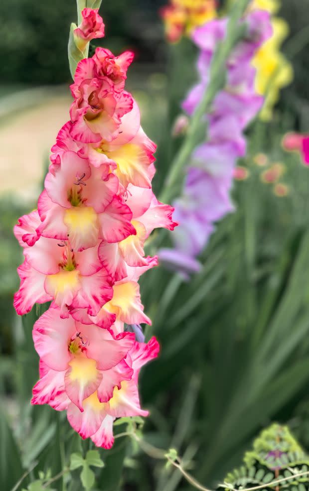 August birth flower: Gladiolus<p><a href="https://unsplash.com/photos/IoXGDTsUVyY" rel="nofollow noopener" target="_blank" data-ylk="slk:David Holifield via UnSplash;elm:context_link;itc:0;sec:content-canvas" class="link ">David Holifield via UnSplash</a></p>