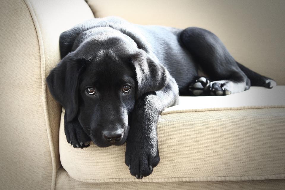 These Black Dog Breeds Are So Cute, You Won't Mind Cleaning Up Their Fur