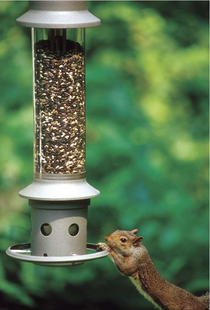 This photo provided by Wild Birds Unlimited shows a squirrel attempting to eat bird seed on an Eliminator, a squirrel-proof bird feeder. It protects your bird seed from persistent squirrels by technology registering sensitivity set by the owner, that closes the seed ports based on weight of the intruder standing on the perch ring. (AP Photo/Wild Birds Unlimited)