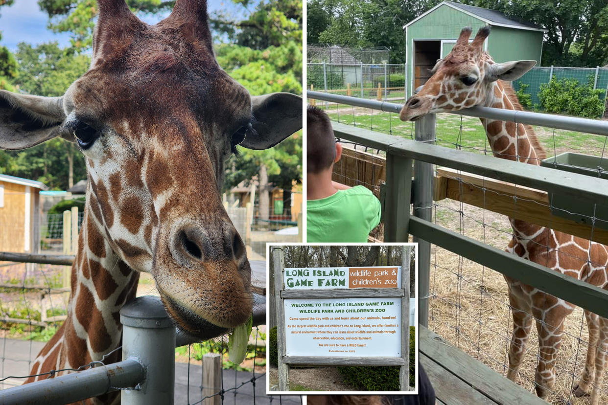 The Long Island Game Farm defended itself against accusations it mistreated a giraffe last October before it died.