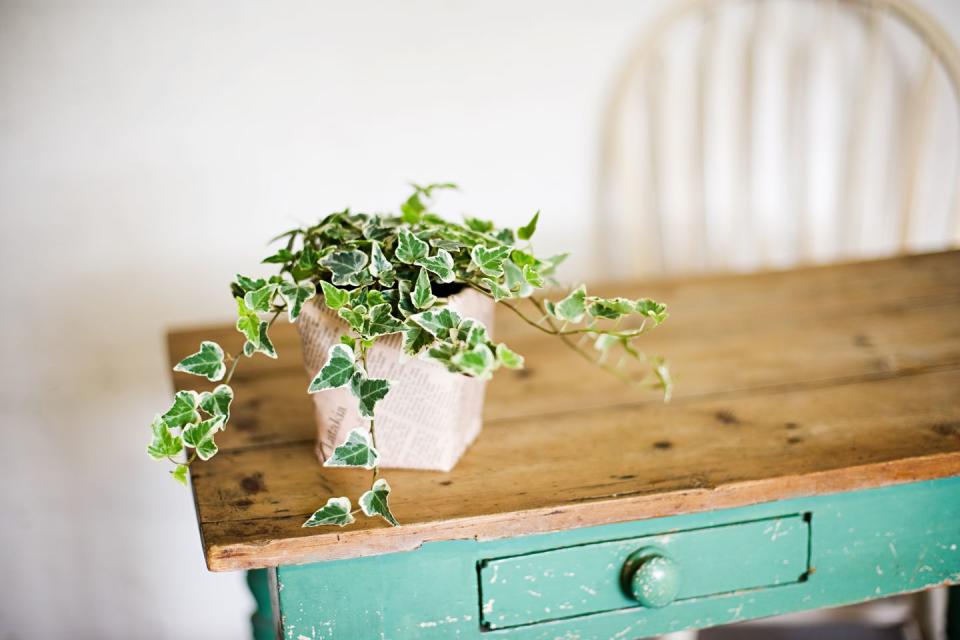 Ivy growing out of plant pot on wooden table