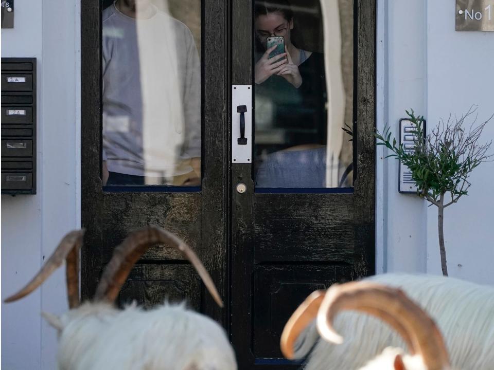 Mountain goats roam the streets of LLandudno on March 31, 2020 in Llandudno, Wales.