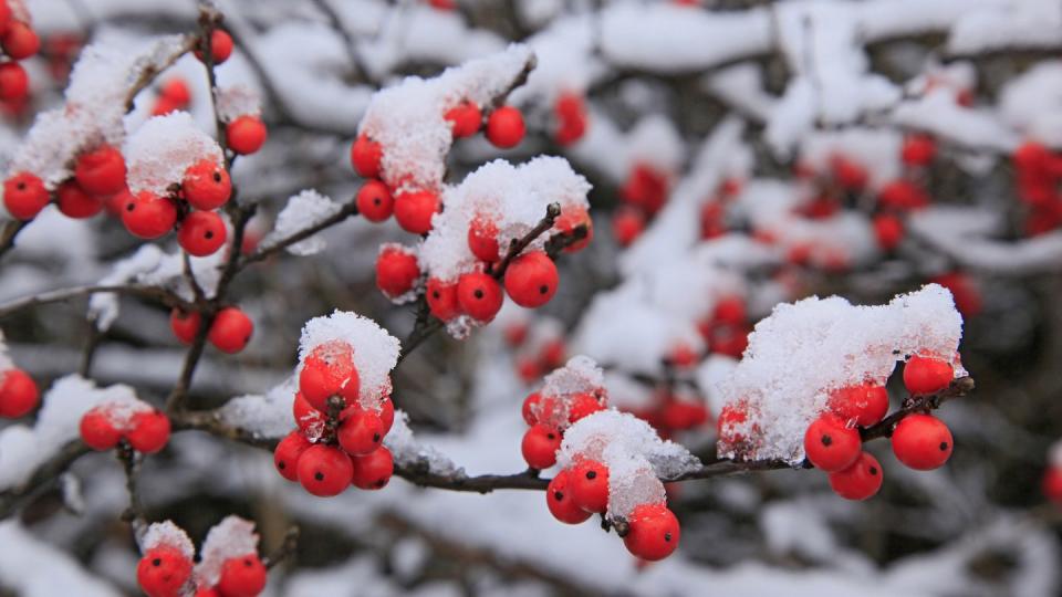 winterberry holly ilex verticellata red berries under early winter snowfall, in long lake, adirondack park, usa