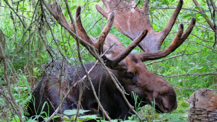 Moose watching Isle Royale