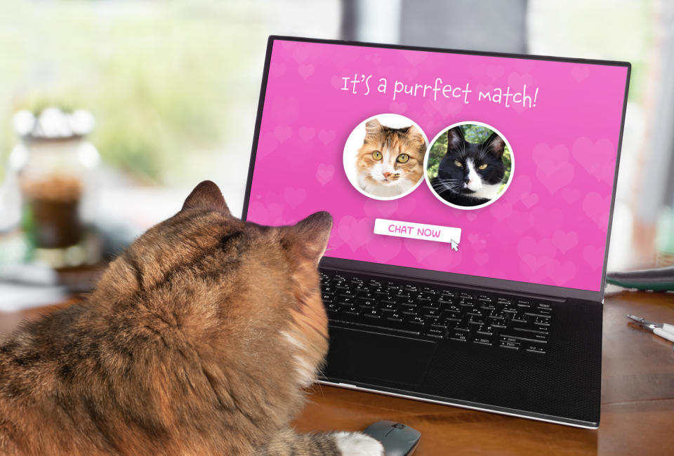 Cat looking at a laptop with a screen with "It's a purrfect match!" and photos of two cats