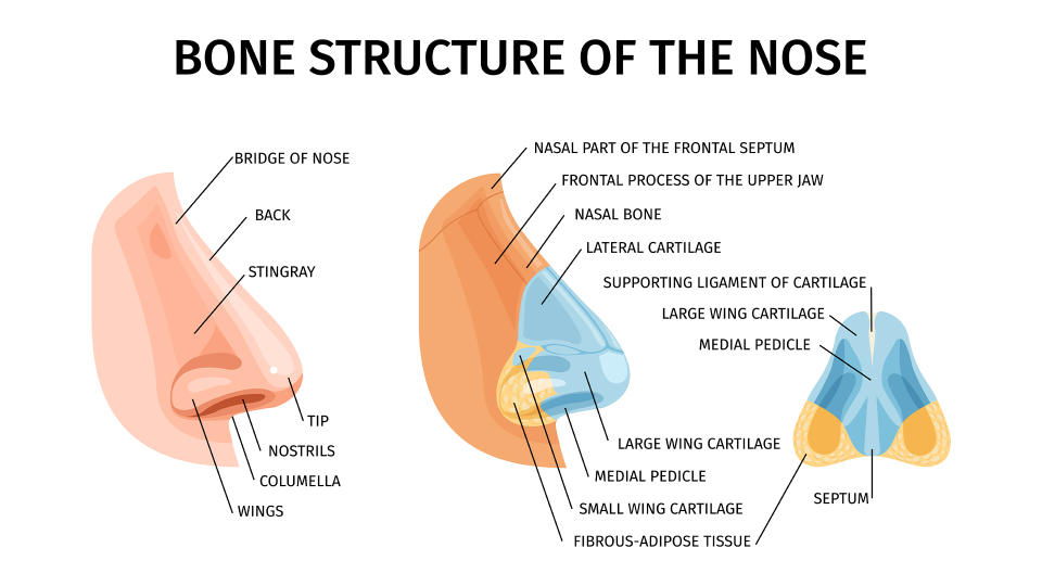 infographic shows labeled parts of the nose from the side, as seen with the skin and under the skin