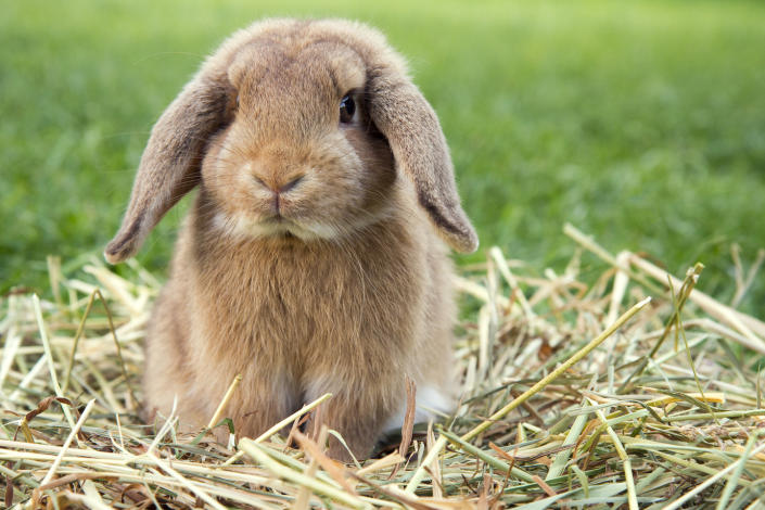 Brown dwarf rabbit feeding on hay.