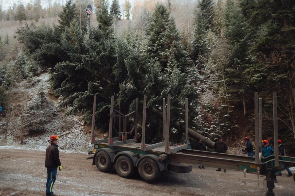 A white pine tree is loaded onto a truck in Slovakia