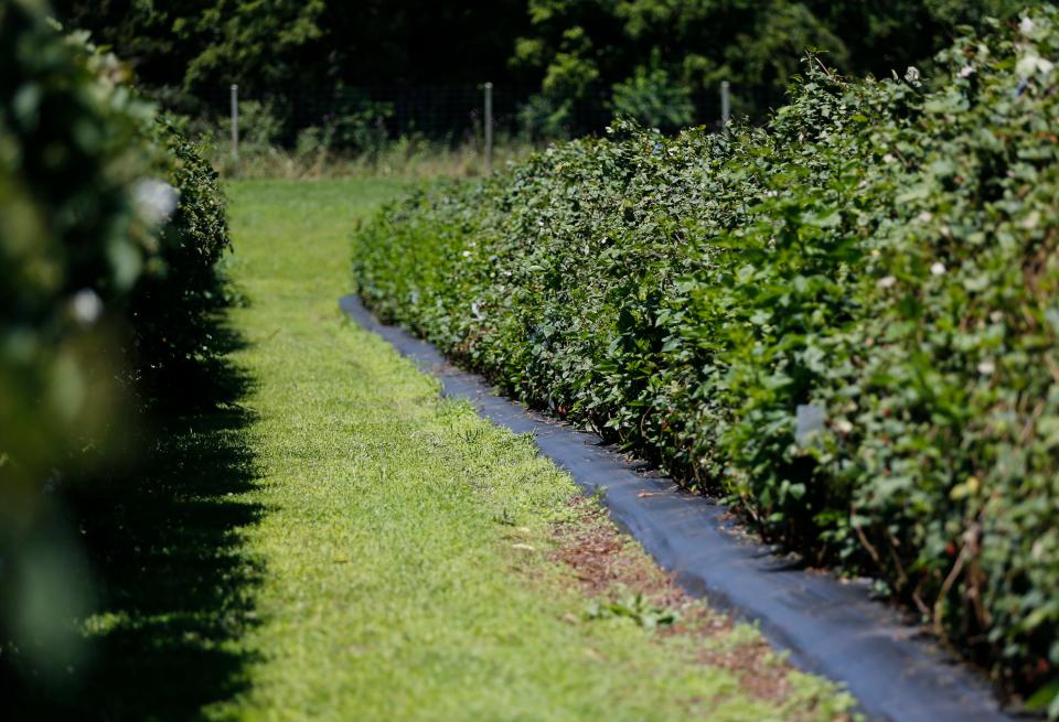Rows of blackberries at U-pick berry farm, Missouri Berries, near Republic on Monday, June 10, 2024.