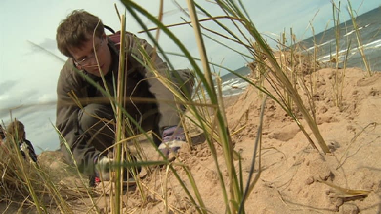 Marram grass planted to preserve beach's sand dunes