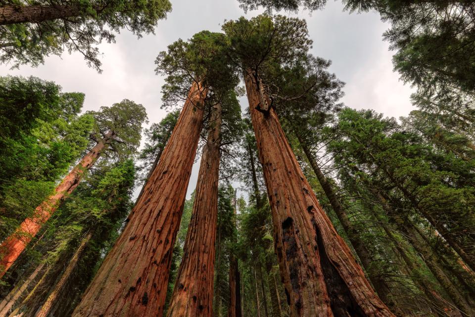 Sequoia and Kings Canyon National Parks, California