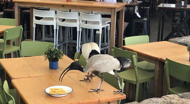 The owner of a Gold Coast restaurant has had to hire someone to stand outside and scare away ibises. Source: Supplied