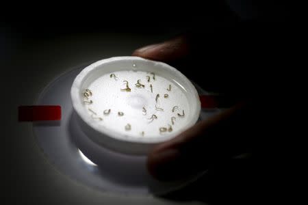 A biologist places a recipient with larvae of aedes aegypti mosquitoes as he conducts a research on preventing the spread of the Zika virus and other mosquito-borne diseases at a control and prevention center in Guadalupe, neighbouring Monterrey, Mexico, March 8, 2016. REUTERS/Daniel Becerril