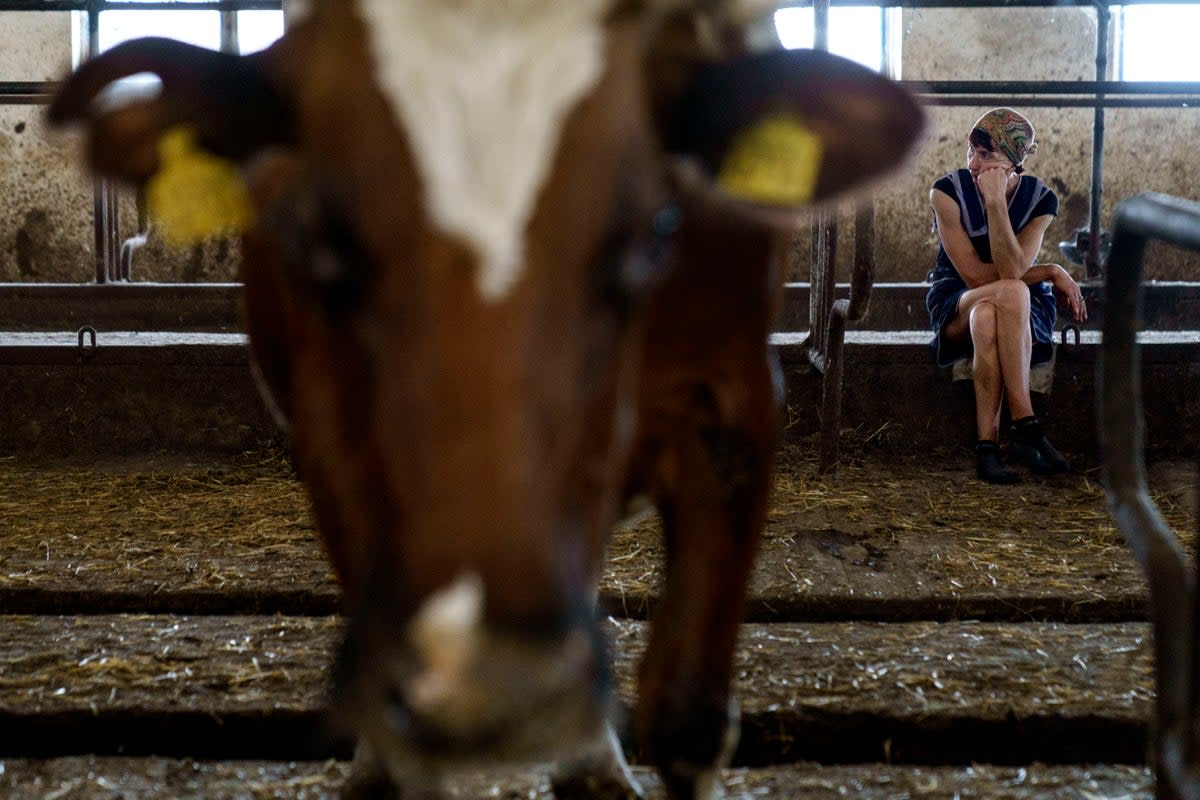 Russia Ukraine War Dairy Farm (Copyright 2022 The Associated Press. All rights reserved.)