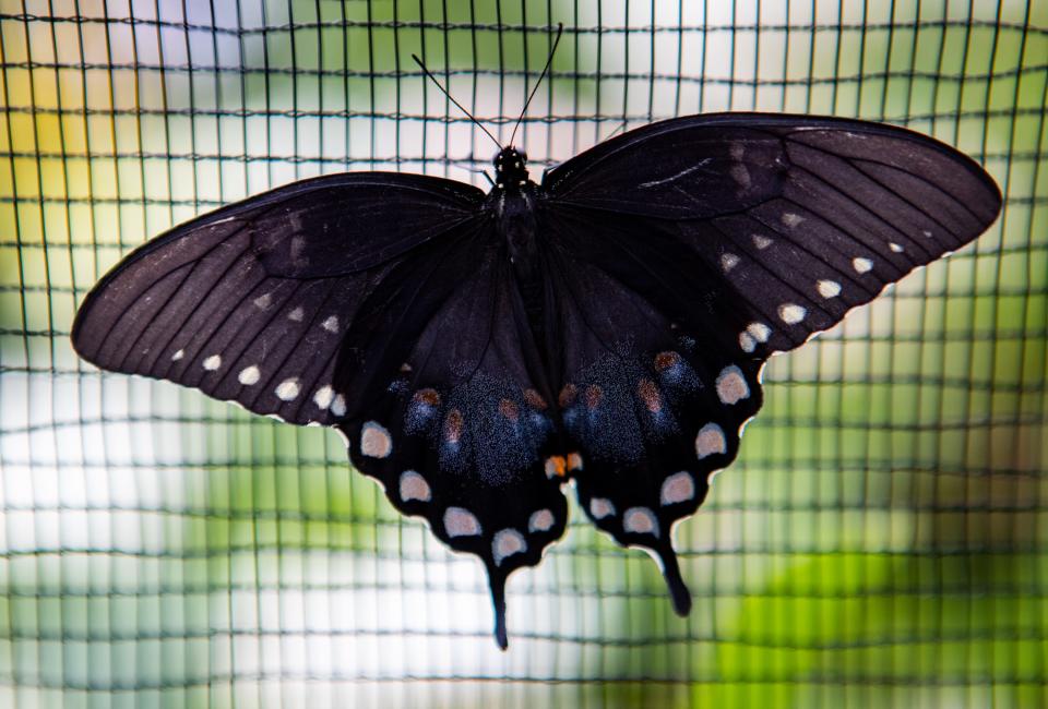 A butterfly rests on netting in the flight house at Idlewild Butterfly Farm in Louisville's Shelby Park neighborhood. July 21, 2023