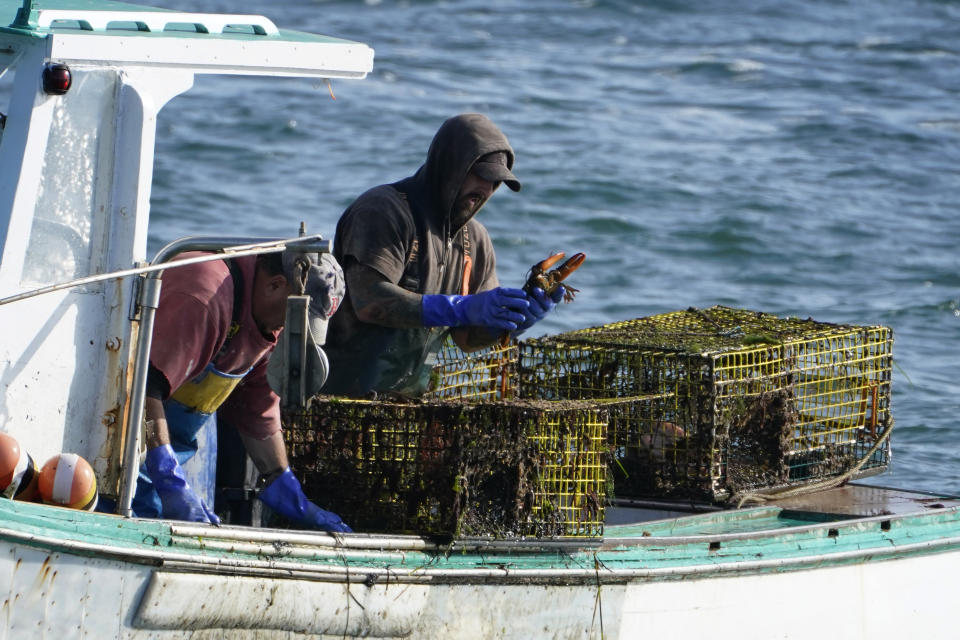 FILE- In this Sept. 21, 2020 file photo, a sternman checks a lobster while fishing off South Portland, Maine. The Maine Department of Marine Resources said Wednesday fishermen caught more than 96 million pounds of lobsters in 2020. (AP Photo/Robert F. Bukaty, File)