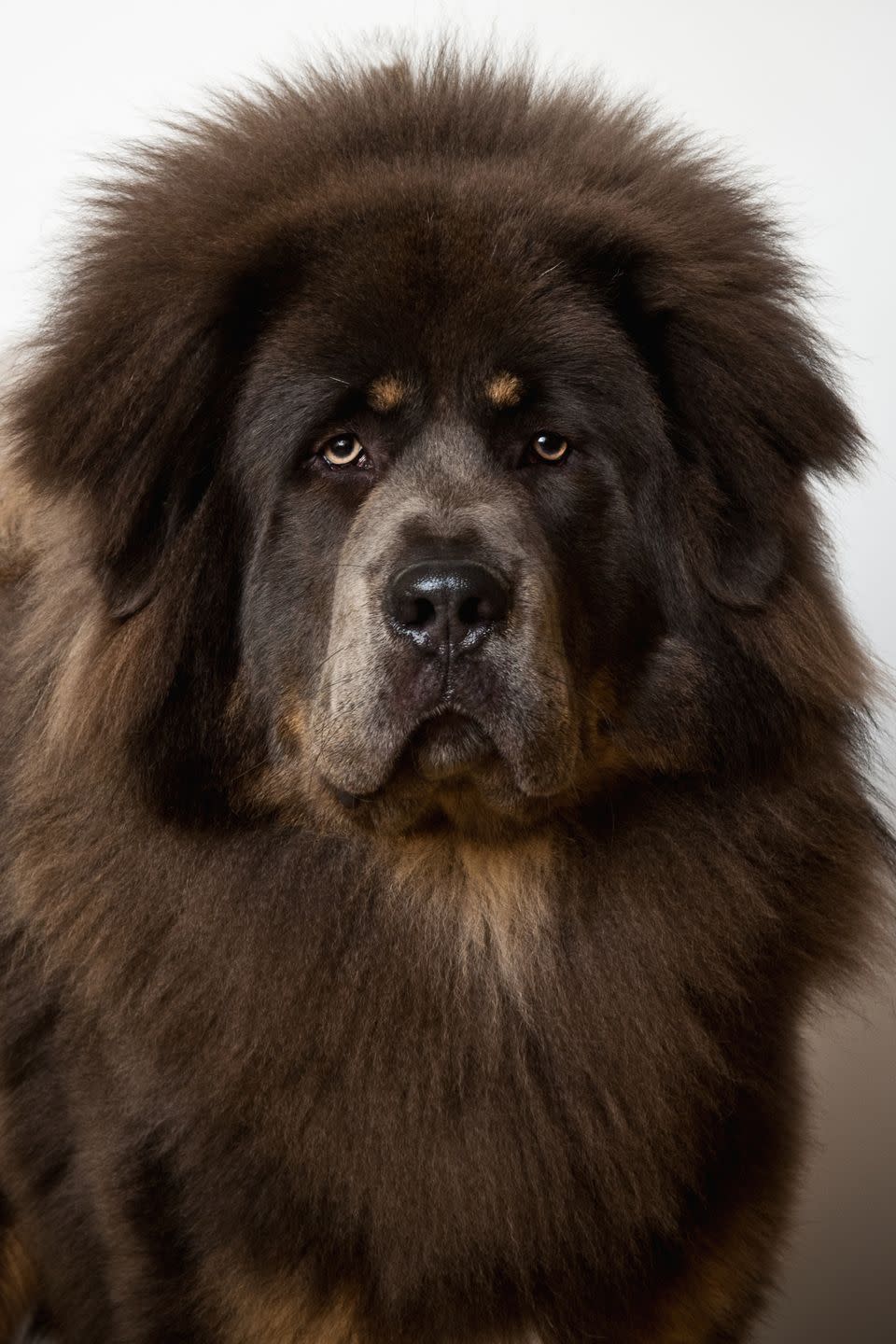 tibetan mastiff