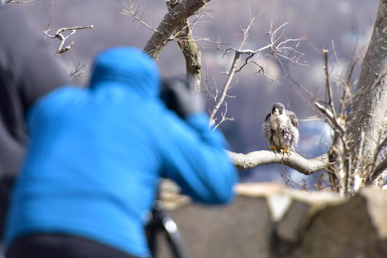 Bird watchers and photographers observe a female Peregrine Falcon at the State Line Lookout in the Palisades Interstate Park Commission in Alpine, N.J. on Thursday March 4, 2021. Peregrine Falcons are in mating season this time of year.
