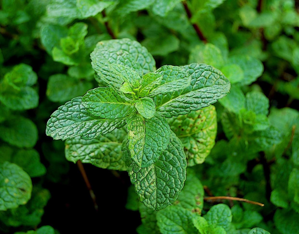 Fresh mint shrubs in the garden.