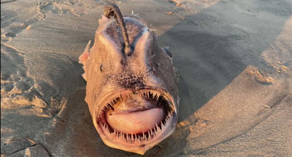 A footballfish pictured washed up on a beach at Glider Port in California.