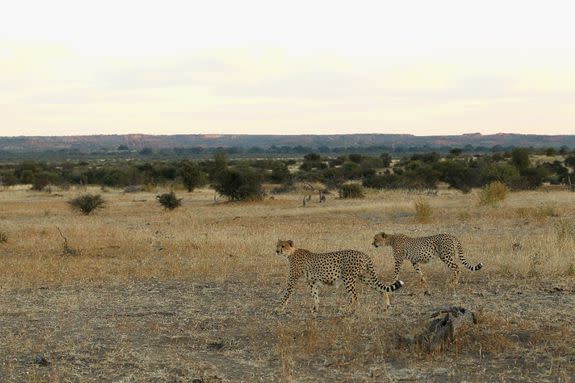 Cheetahs walk across a savannah at the Mashatu game reserve in Botswana, July 24, 2010.