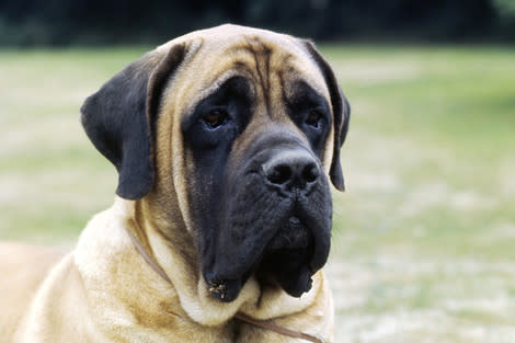 are mastiffs barkers