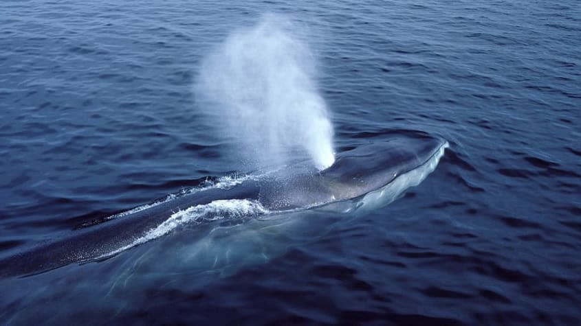 A fin whale.