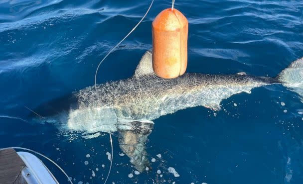 PHOTO: The great white shark caught by 12-year-old Cambell Keenan while fishing in Florida. (Courtesy of Katie Savage)