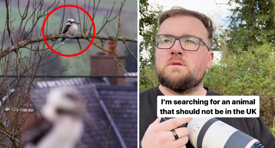 Left - a kookaburra in a tree. Right - Cookie with his camera. A line says: I'm searching for an animal that should not be in the UK.